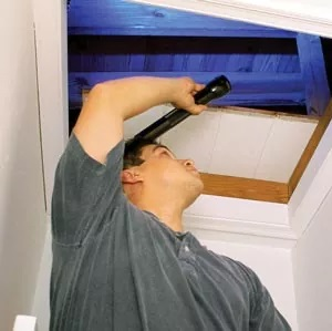 Mold Specialist Near Me'