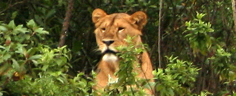 Jungle Lions Film'
