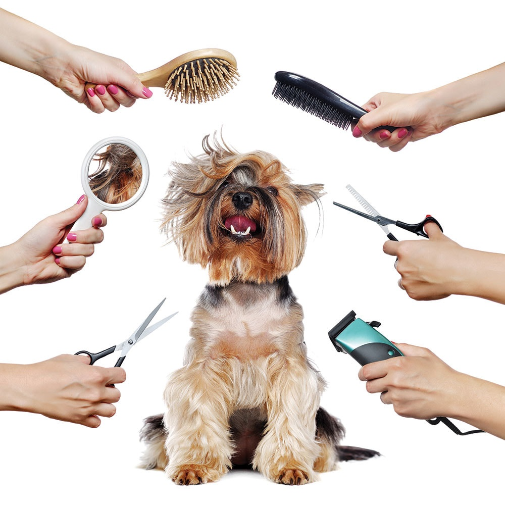 Pet Professional Grooming Market
