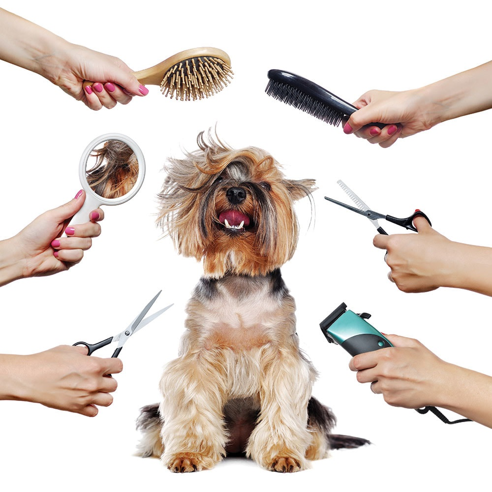 Pet Professional Grooming Market'