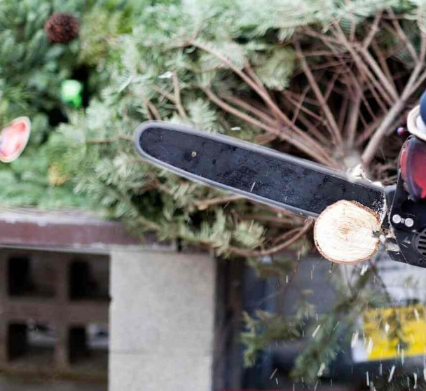 Company Logo For Apex Tree Services'