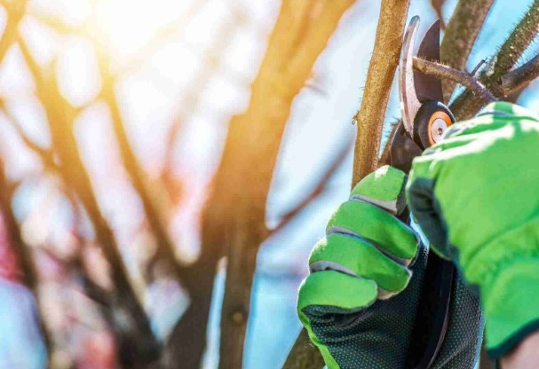 Company Logo For Apex Tree Services'