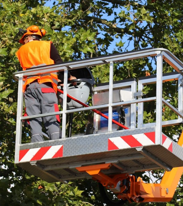 Company Logo For Apex Tree Services'