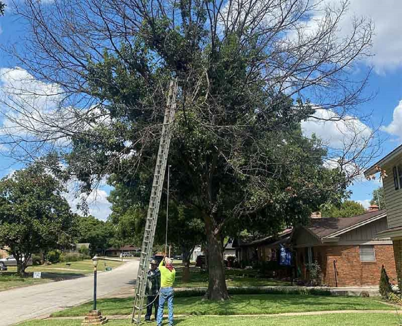 Company Logo For Garland Tree Service'