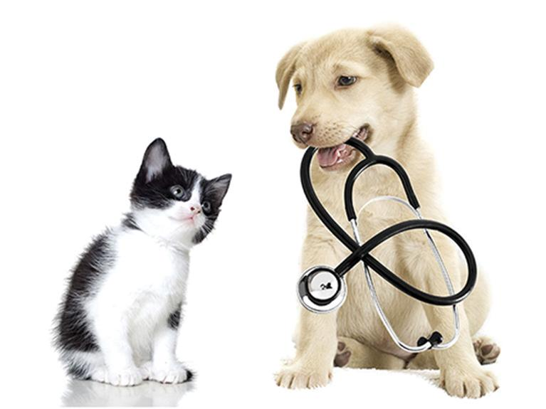 Veterinary Products for Companion Animals Market