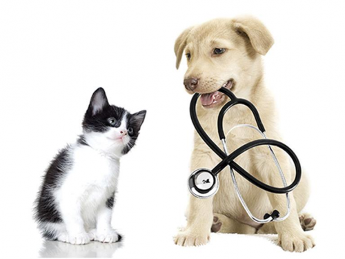 Veterinary Products for Companion Animals Market'