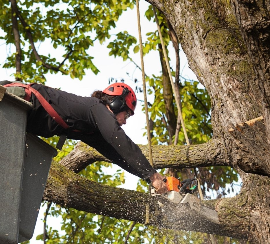 Company Logo For Lock City Tree Removal Solutions'