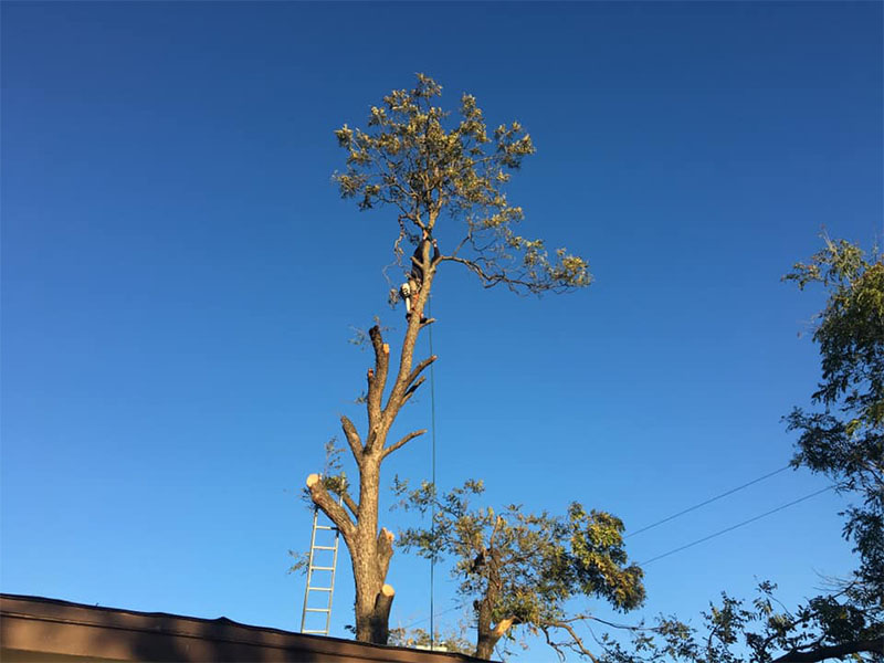 Company Logo For DeSoto Tree Service'