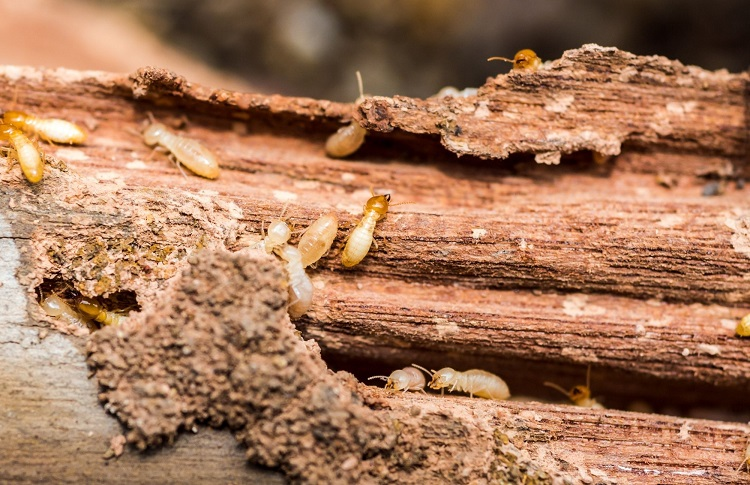 Company Logo For Heart Of Dixie Termite Experts'