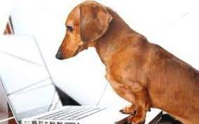 E-Learning for Pet Services Market