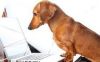 E-Learning for Pet Services Market'