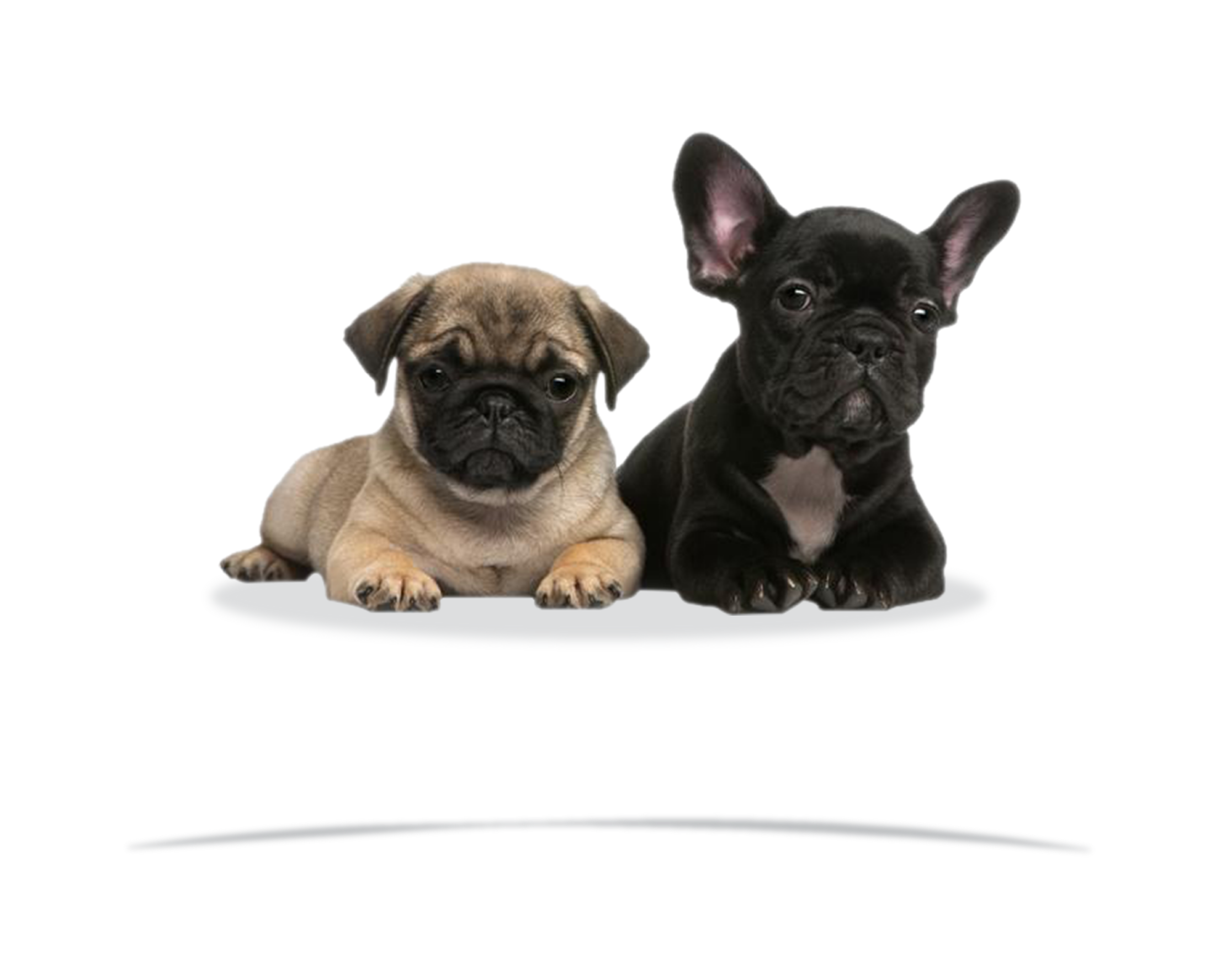 Company Logo For Frenchie Pugs'