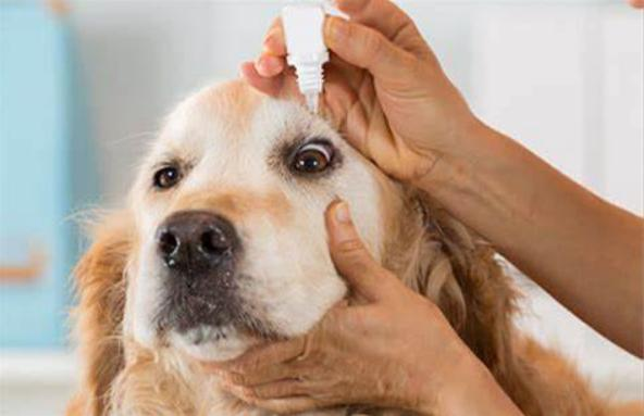 Pet Eye Care Products Market