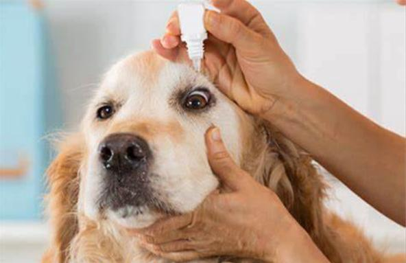 Pet Eye Care Products Market'