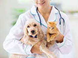 Pet Cat Insurance Market