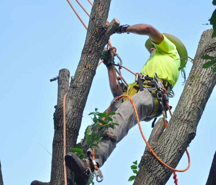 removing a tree in Fort Wayne'