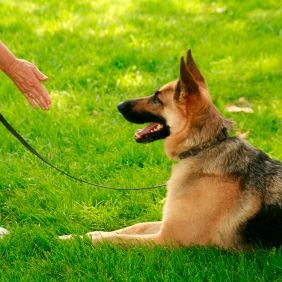Dog Walker'