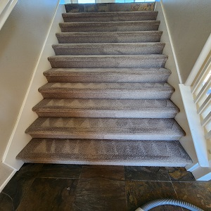 Pet Odor Removal Services'