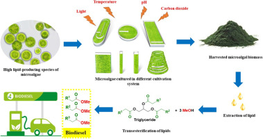 Biodiesel Feedstock