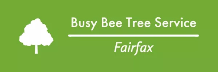 Busy Bee Tree Service Fairfax Logo