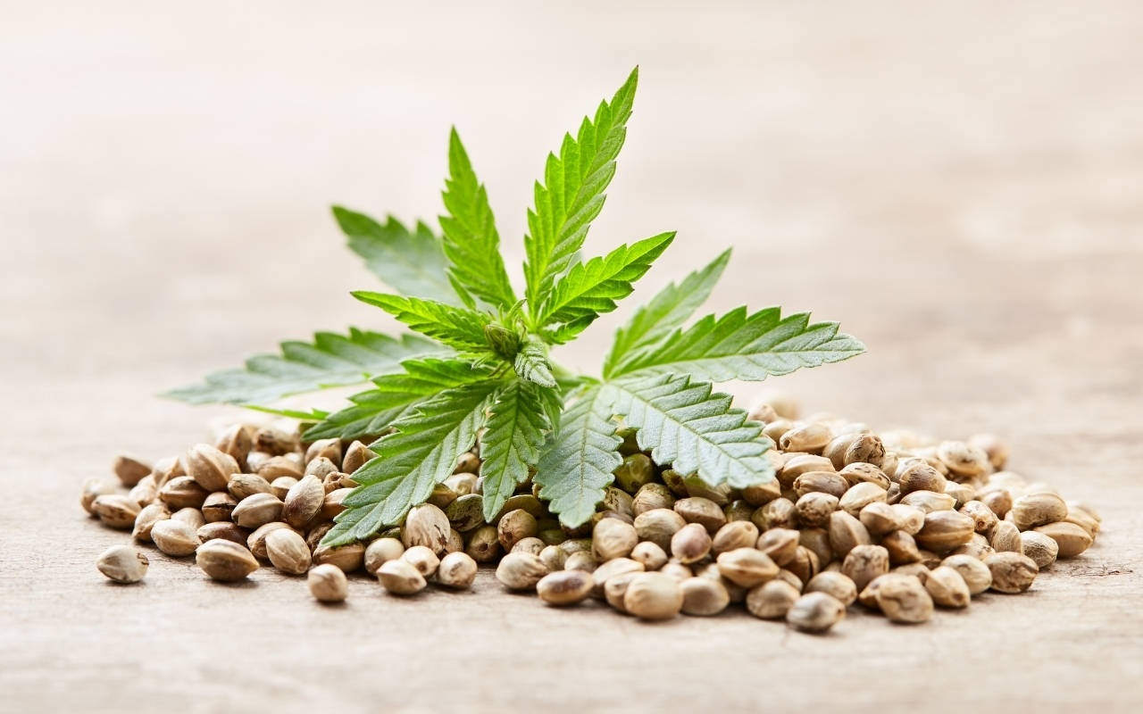 Cannabis Seeds Market'