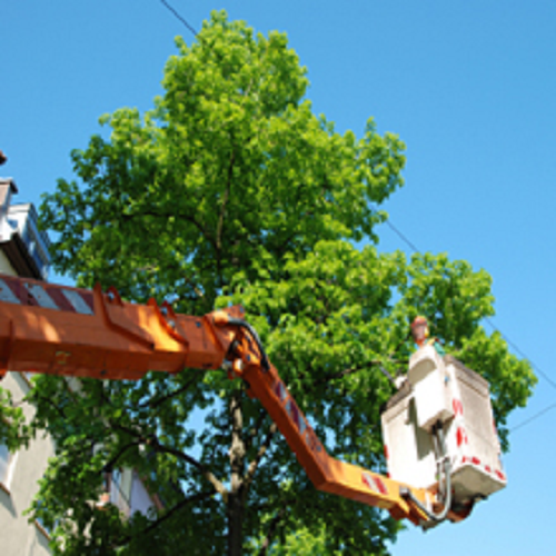 Tree Trimming'