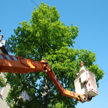 Company Logo For Tops Down Tree Service'