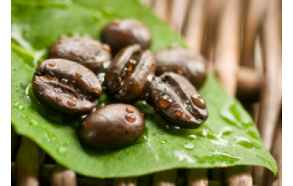 Pure Green Coffee Bean Extracts'