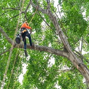 Company Logo For Best Quality Tree Service Ann Arbor MI'