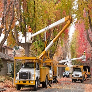 Company Logo For Best Quality Tree Service Ann Arbor MI'