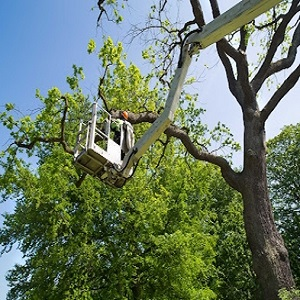 Company Logo For Best Quality Tree Service Ann Arbor MI'