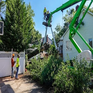 Company Logo For Best Quality Tree Service Ann Arbor MI'