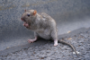 Frontline Rodent Control Perth'