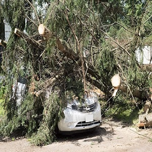 Company Logo For Pro Tree Service Houston Tx'