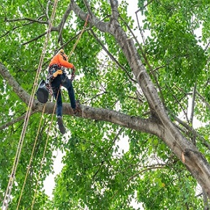 Company Logo For Pro Tree Service Houston Tx'