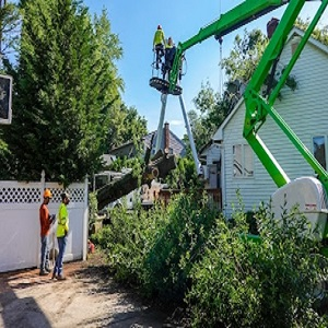 Company Logo For Pro Tree Service Houston Tx'