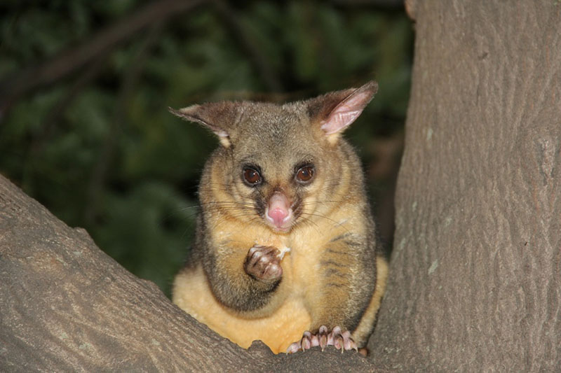 Company Logo For Frontline Possum Removal Canberra'