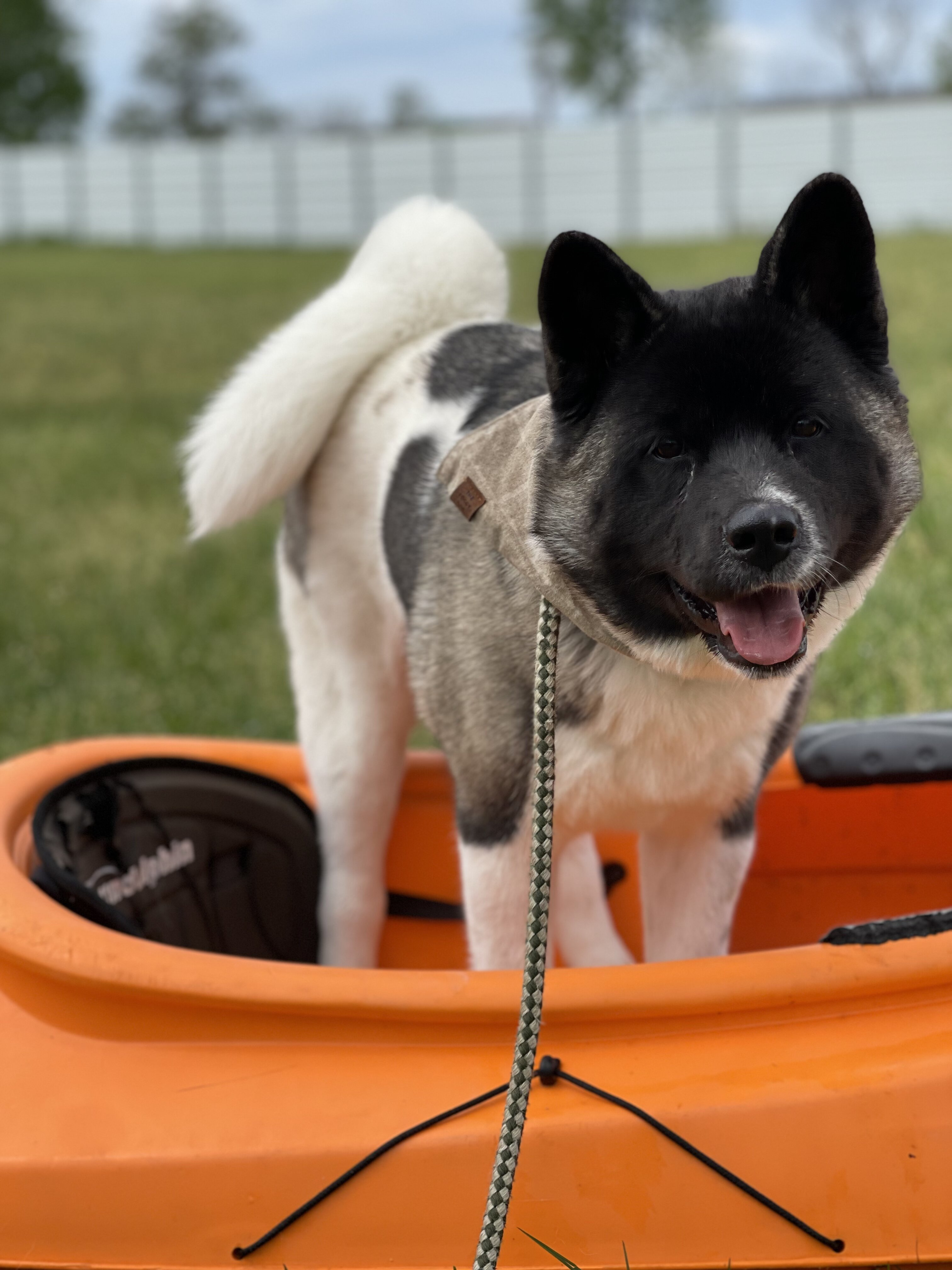 Company Logo For Puptown Houston'