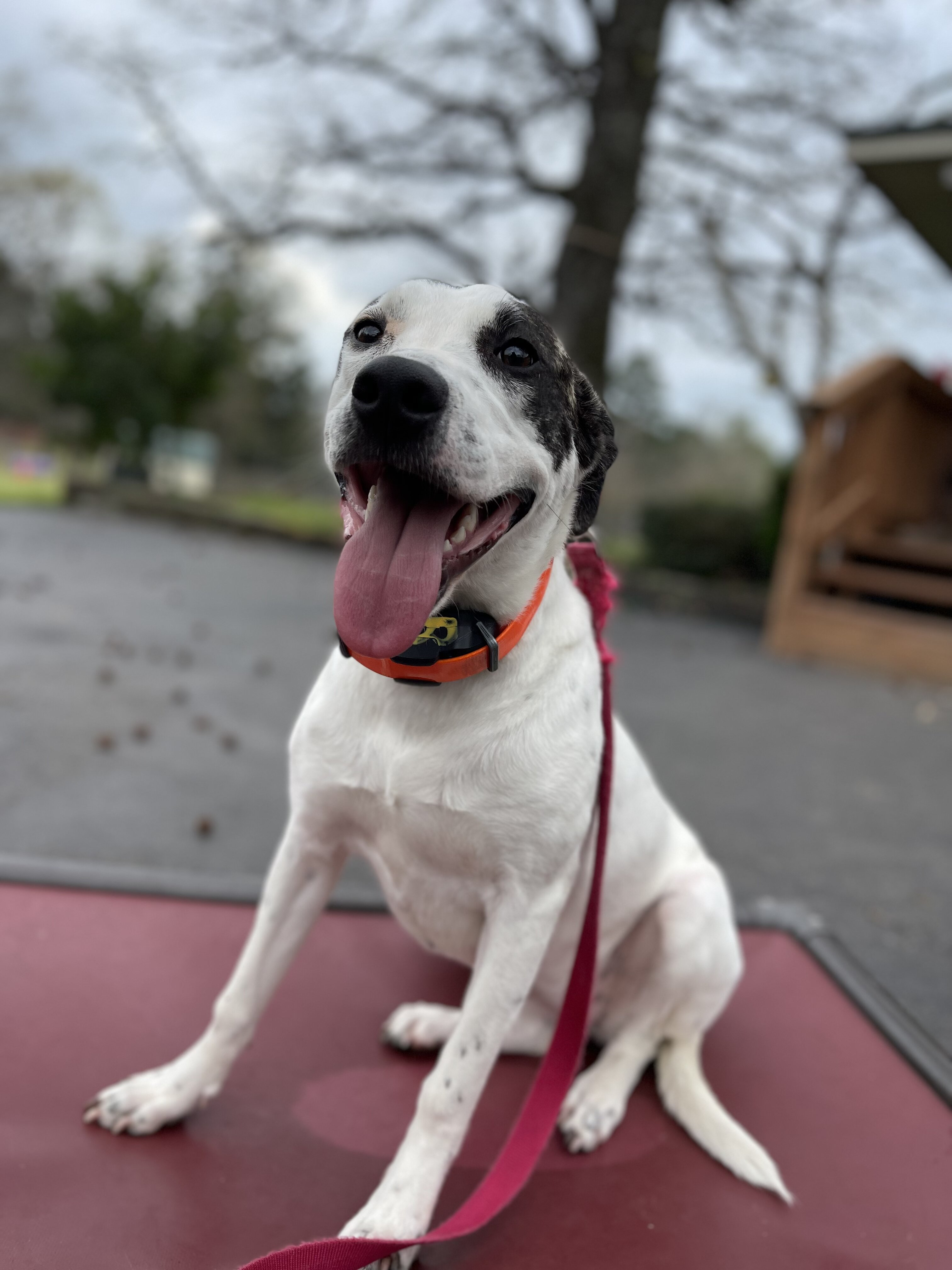 Company Logo For Puptown Houston'