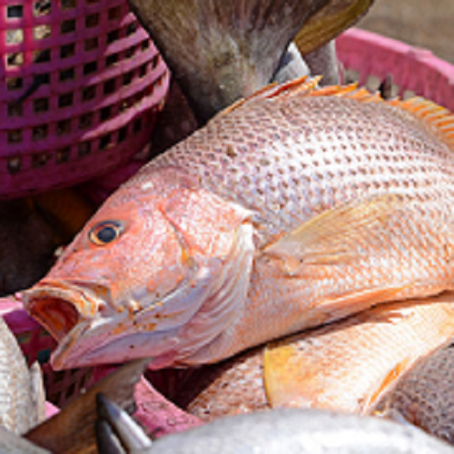 Fishing Services'