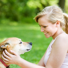 Dog Potty Training'