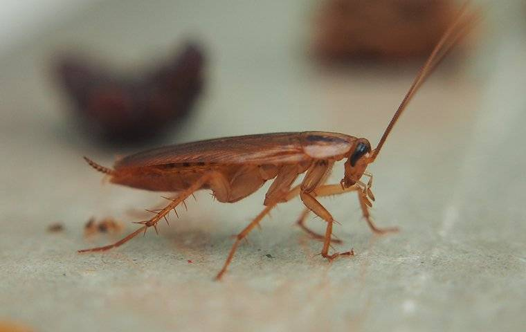 Frontline Cockroach Control Canberra'