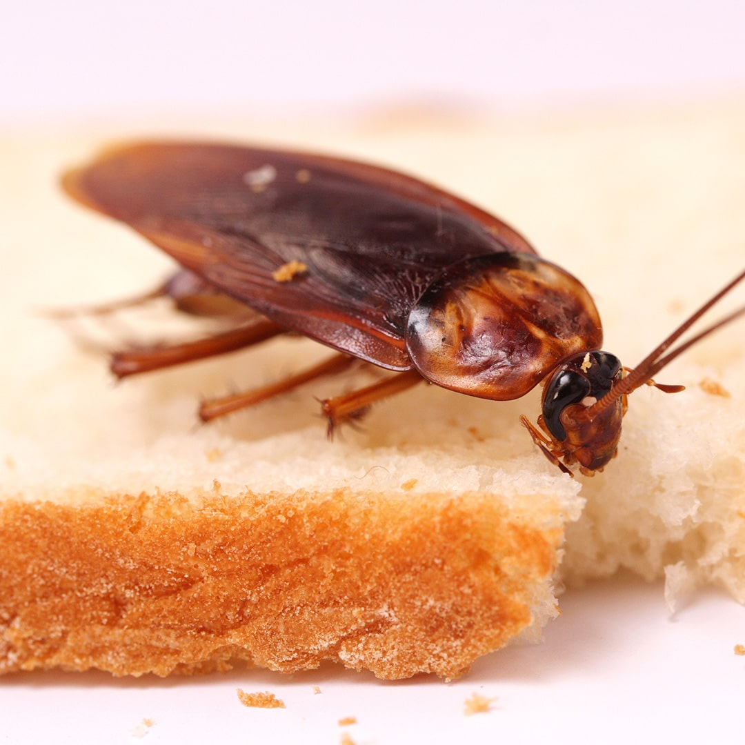 Frontline Cockroach Control Brisbane'