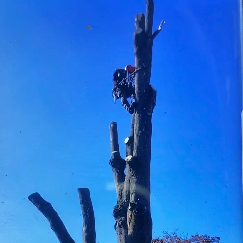 Company Logo For Miguels Tree &amp; Landscaping'