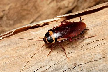Company Logo For Morris Cockroach Control Canberra'