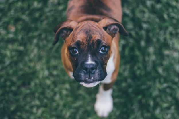 Artificial grass for dogs