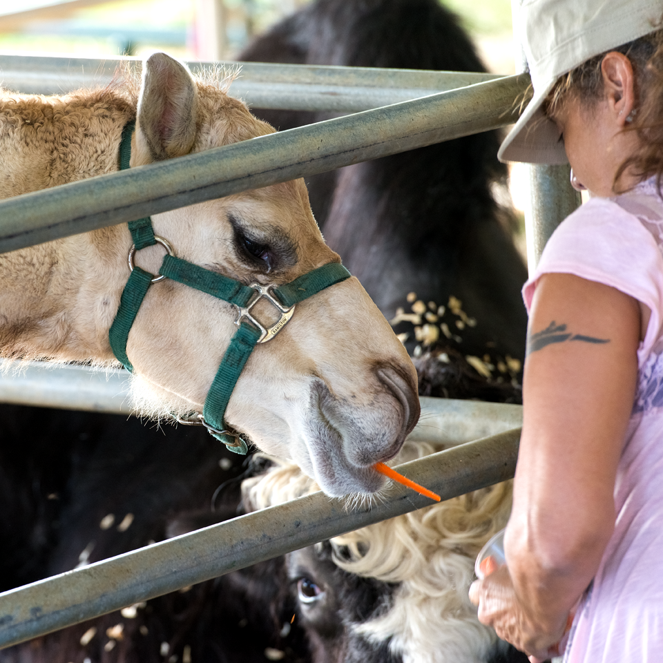 Watch your carrots!'