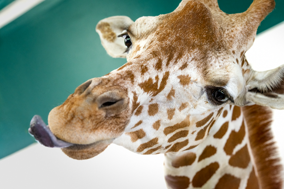 I don't think Miley likes cameras.'