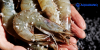shrimp farm U.S.'