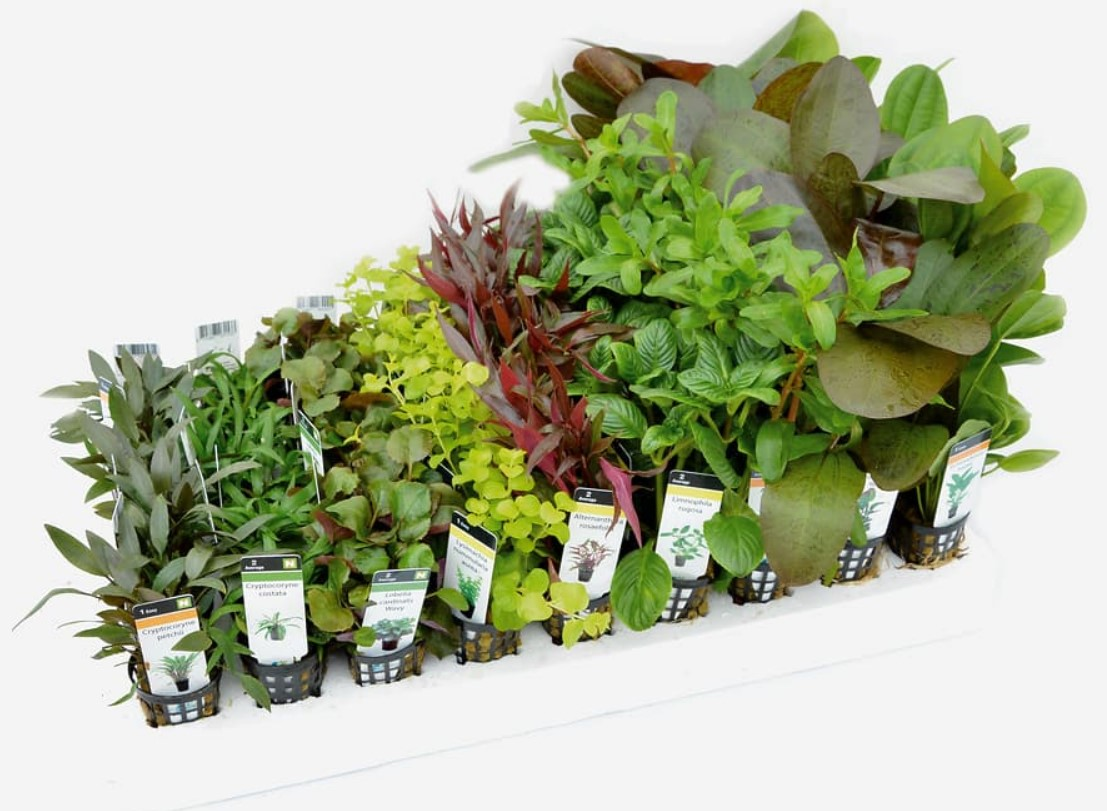 Aquarium Plants On Rocks'